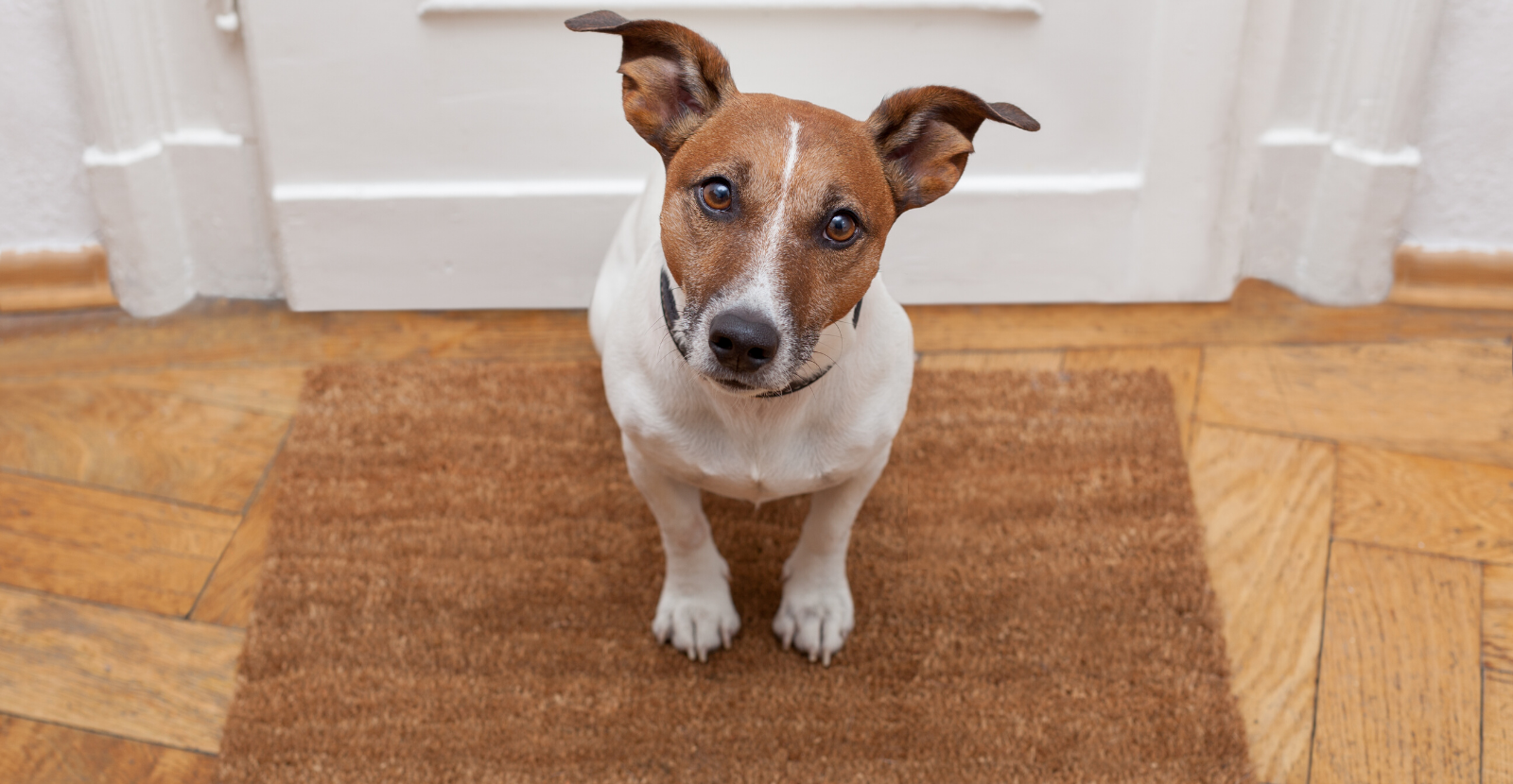 5 Tips on Staging Your Home So Buyers Don’t Know You Have a Dog